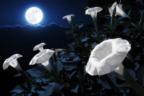 Moonflowers: A Gateway to Celestial Travel and Astral Projection